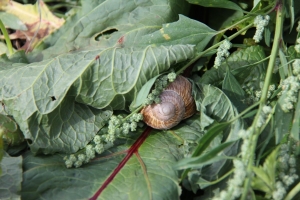 Biodiversität