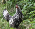 Appenzeller Spitzhauben