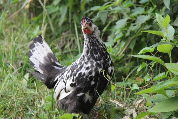 Appenzeller Spitzhauben