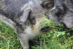 Schwein mit Gras