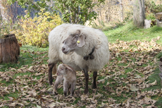 Steinschafnachwuchs