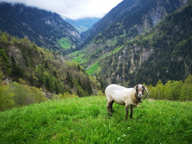 Ferienangebote für Sommer und Herbst